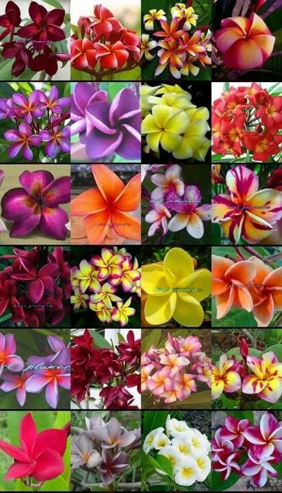 Plumeria Colors, Fragapani Flower Tattoo, Potted Frangipani, Hawaiin Flowers, Flores Plumeria, Red Plumeria Flowers, Fiori Frangipani, Plumeria Flowers Videos, Red Frangipani