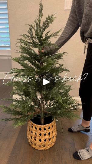 22K views · 857 reactions | ‼️ RESTOCK ALERT! ‼️ 

This $59 4’ prelit tree was completely sold out after launching last month just restocked! ❤️💚

🛒🌲Comment TREE for a link to shop! Links are sent via DM and may be blocked if you are not following me.

Follow for more home & holiday inspiration & finds! 💚❤️

.
.
.

#christmas2024 #christmasdecor #christmasvibes #walmartfinds #seasonaldecor #xmasdecorations #christmastree #isitchristmasyet #xmastree 

Christmas tree, artificial Christmas tree, Christmas decor, small Christmas tree, xmas tree, xmas decor, Walmart tree | Home Simply Curated | PhatCap! · Sleigh Bells Catproof Christmas Tree, Christmas Tree With No Ornaments, Christmas Tree In Apartment, Decorate Small Christmas Tree, 4 Ft Christmas Tree Ideas, Small Xmas Tree Decorating Ideas, 2 Christmas Trees In Living Room, Walmart Tree, Woodland Christmas Tree Ideas