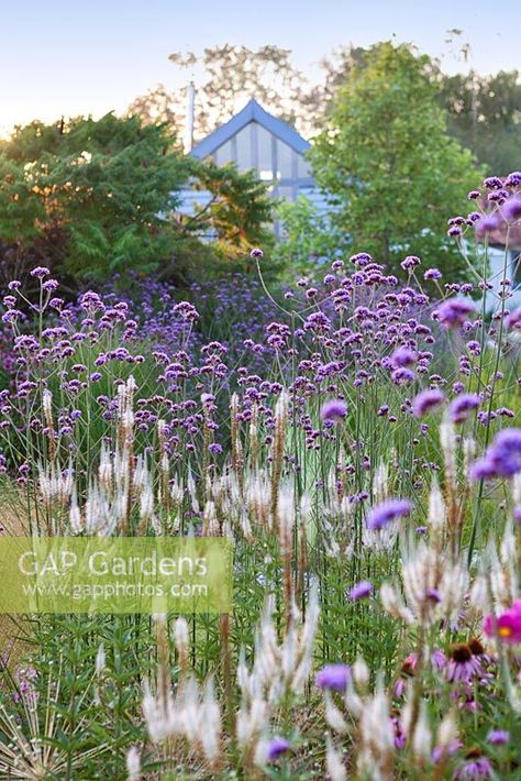 Verbena bonariensis. July. Verbena Bonariensis, Inspirational Paintings, Plant Photography, Sale Artwork, Garden Plants, Original Artwork, Gap, Art Inspiration, Paintings