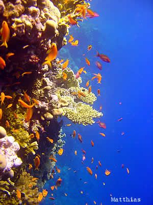 Moalboal, Cebu, Philippines: Miss this place!  I spent countless childhood summers here with grandparents/relatives. Scuba Diving Photography, Orange Fish, Best Scuba Diving, Scuba Diving Gear, Scuba Dive, Diving Gear, Underwater Life, Water Life, Egypt Travel