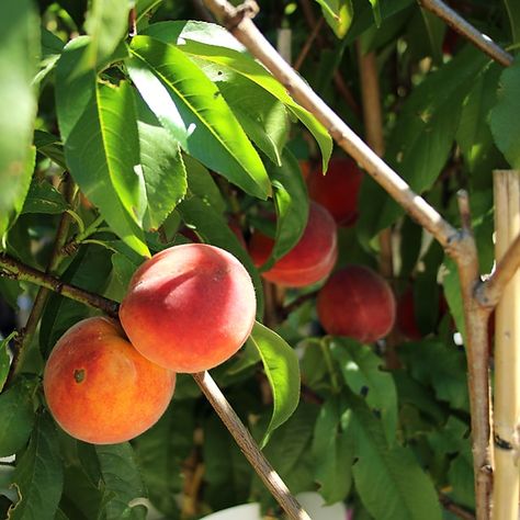 Fruits And Vegetables, Fruit