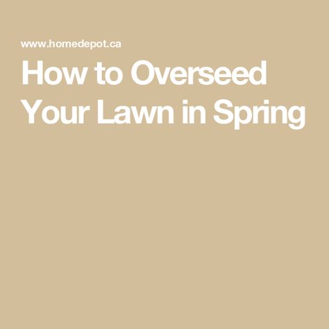 How to Overseed Your Lawn in Spring Grass Seed Types, Lawn Food, Types Of Grass, Lawn Care Tips, Insecticidal Soap, Lawn Sprinklers, Healthy Lawn, Weeding Tools, Soil Layers