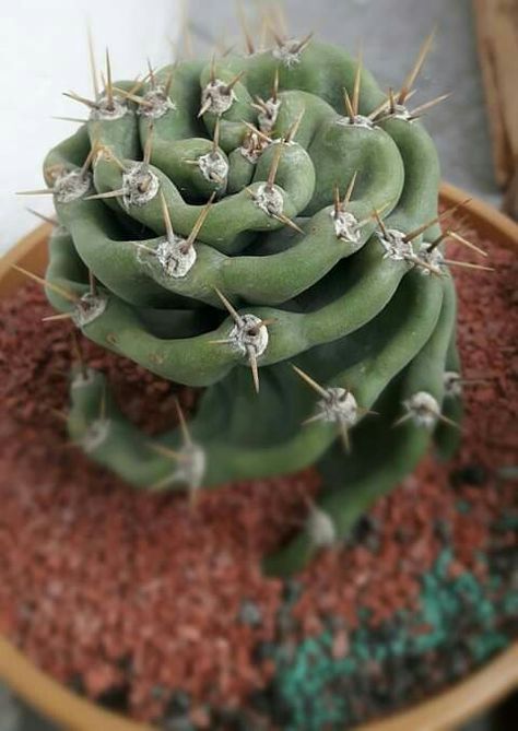 Indoor Cactus Plants, Blooming Succulents, Cactus House Plants, Indoor Cactus, Cactus Planta, Succulent Garden Design, Weird Plants, Unusual Plants, Cactus Flowers