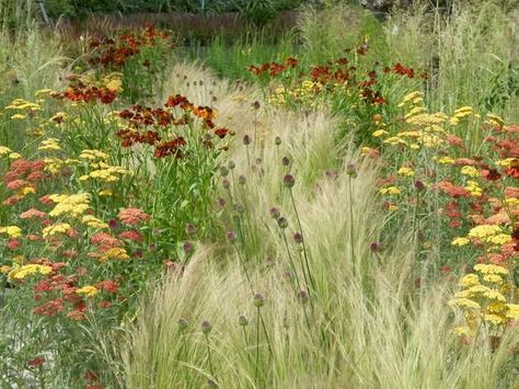 This traditional prairie planting consists of fiery Achillea and Rudbeckia and airy Stipa tenuissima, which creates movement as it sways in the wind. Influenced by American prairies, this style is popular due to its spectacular display of brightly colored flowers, low maintenance, and drought tolerance. Prairie Planting, Hgtv Garden, Prairie Garden, Meadow Garden, Grasses Garden, Have Inspiration, Flower Landscape, The Secret Garden, Garden Pictures