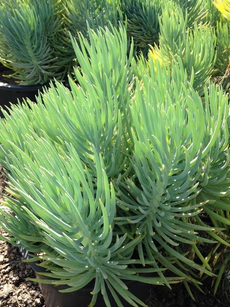 Shop succulents and planters from our website! #succulents #planters #succulentplant #senecio #plantcare #planting #gardendesign #gardenideas Senecio Vitalis, Southwest Garden, Cactus Varieties, Evergreen Nursery, Small Cactus, In The Summertime, Farmhouse Garden, Succulents In Containers, Desert Landscaping