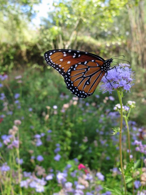 Butterfly on Ageratum in a wildflower meadow Solarpunk Aesthetic, Garden Corner Ideas, Flower Garden Ideas, Butterfly Meadow, Corner Ideas, Garden Corner, Wildflower Meadow, Flower Meadow, Butterfly Images