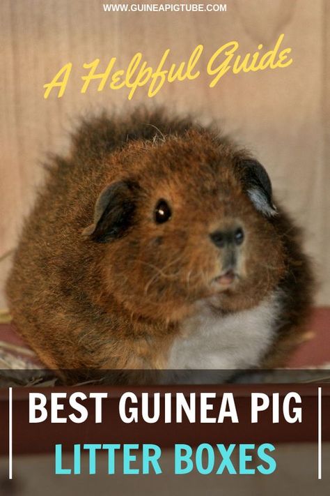 Guinea Pig Breeding, Guinea Pig Diy, Guinea Pig Food, Guinea Pig Accessories, Pig Food, Guinea Pig Bedding, Pet Guinea Pigs, Guinea Pig Toys, Guinea Pig Care