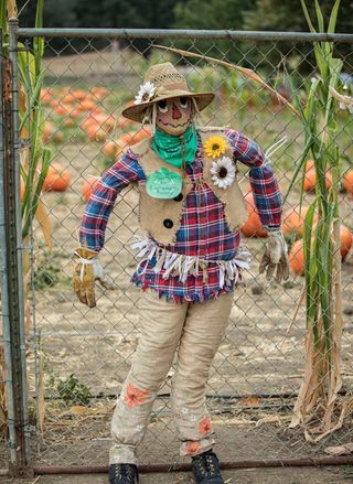 how to make a scarecrow Garden Scarecrow, Scarecrow Ideas, Scarecrow Festival, Make A Scarecrow, Scarecrows For Garden, Diy Scarecrow, Scarecrow Costume, Halloween Scarecrow, Old Cds