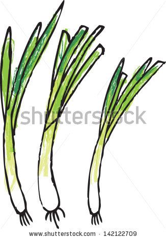 Fresh spring onions vector illustration - stock vector Spring Onion Drawing, Spring Onion Illustration, Cookbook Illustration, Onion Drawing, Nirvana Logo, Food Sketch, Spring Onions, Sketch Illustration, Poster Ideas