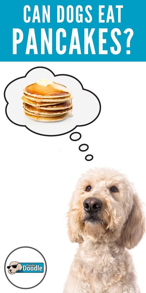 Dog Pancakes, Diy Dog Food, Best Treats For Dogs, Pancakes Breakfast, Dog Wellness, Medication For Dogs, Pumpkin Dog Treats, Dog Health Tips, Dog Nutrition