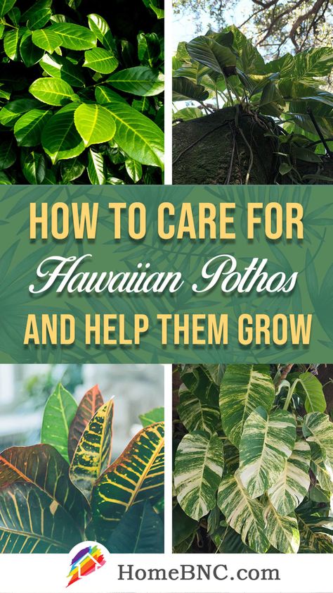 Hawaiian Pothos Care - How to Plant, Grow and Help Them Thrive Hawaiian Pothos, Pothos Care, Pothos Plant Care, Pothos Plant, How To Grow, Plant Care, To Grow, Need To Know, Plants