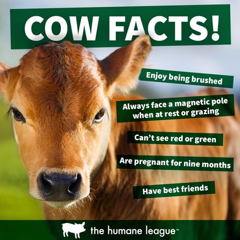 Cows are someone not something! Angelic Animals, Vegetarian Memes, Cow Facts, Vegetarian Quotes, Cat Love Quotes, Dairy Farming, Animal Activism, Vegan Shirts, Vegan Quotes