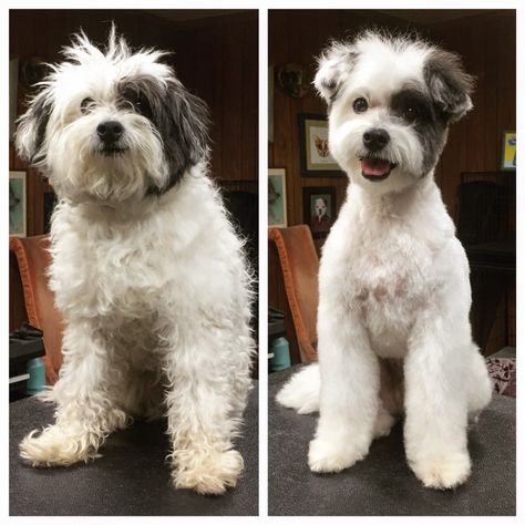 Dog Grooming FAQ. How to Get Started, Become a Better… | by Jess Rona Grooming | Medium Goldendoodle Grooming, Sheepadoodle Puppy, Poodle Haircut, Dog Grooming Styles, Poodle Cuts, Creative Grooming, Dog Grooming Salons, Puppy Grooming, Dog Grooming Tips