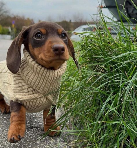 Winnie Dogs, Dachshund Clothes, Dog Mommy, Dachshund Mom, Adorable Outfits, Cute Dog Pictures, Weenie Dogs, Dog Projects, Dachshund Puppies