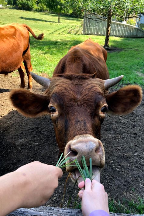 feeding cows Cow Feed, Farm Field, Field Trip, Cow, Animals