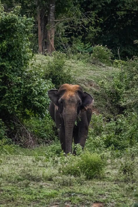 Kui Buri National Park: Wild Elephants in Thailand - World Wildlife Travel Elephants In Thailand, Thailand Guide, Thailand Elephants, Wildlife Travel, Wild Elephant, Asian Elephant, Butterflies Flying, Wild Dogs, Gentle Giant