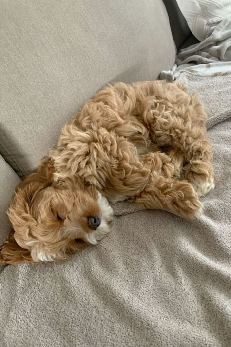 After 700 days at the shelter, an elderly dog finally got a new home and a new name Cute Puppies That Stay Small, Brown Maltipoo, Toy Maltipoo, Maltipoo Dog, Maltipoo Puppies, Cute Small Dogs, Dog Mommy, Very Cute Puppies, Cockapoo Puppies