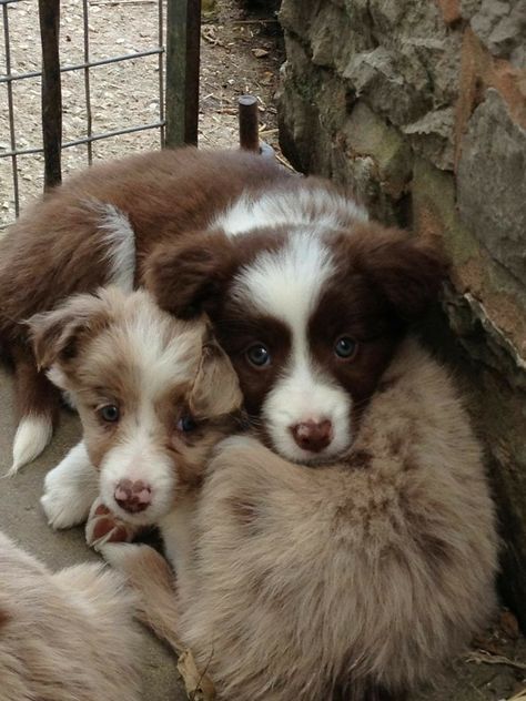 2 Border Collie Pups Red Merle Border Collie, Merle Border Collie, Australian Kelpie, Border Collie Puppies, Collie Puppies, Herding Dogs, Really Cute Dogs, Border Collie Dog, Sporting Dogs