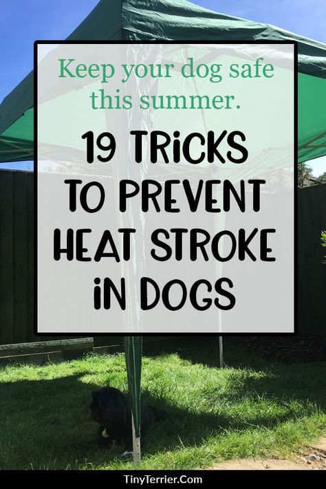 Walking Tips, Outside Dogs, Dog Training Advice, Puppy Training Tips, Dog Brain, Dog Info, Dog Safety, Dog Hacks, Pet Care Tips