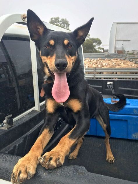 With Its Simple Magnetic Buckle Design, It's Easy For Both You And Your Pup To Be Secured Safely. Kelpie Puppies, Working Kelpie, Kelpie Dog, Australian Kelpie Dog, Doberman Shepherd, Wrinkly Dog, Celebrity Dogs, Australian Kelpie, Farm Dogs