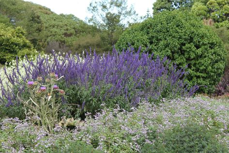 Indigo Spires Salvia, Salvia Mystic Spires, Bamboo Stakes, Partial Shade Plants, Planter Bags, Dark Blue Flowers, Blue Garden, Plant Identification, Top Soil