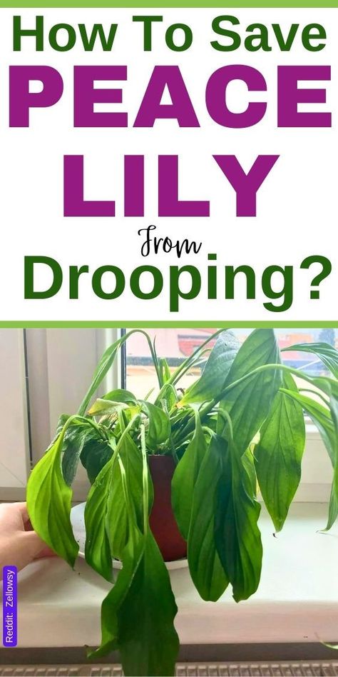 "If your peace lily is drooping, it may be due to overwatering, underwatering, low humidity, or inadequate light. To fix this, adjust your watering schedule, increase humidity, and place the plant in bright, indirect light. Regularly check the soil moisture and trim any yellow leaves to promote new growth. Learn how to revive your peace lily and keep it thriving with these simple tips." Peace Lily Indoor, Peace Lily Plant Care, Peace Lily Care, Lily Plant Care, Lily Care, Peace Lilies, Peace Lily Plant, Lily Plant, Bright Indirect Light