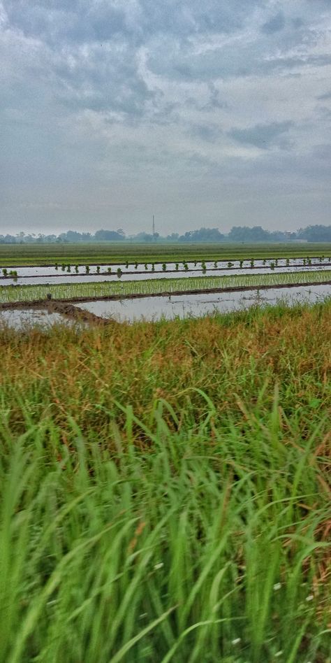 Pap foto pemandangan sawah, pemandangan pedesaan, suasana desa, foto keindahan alam, lahan pertanian, panen padi, beras Lahan Pertanian, Quick Saves