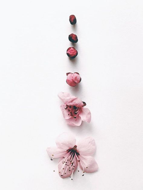 Japanese Cherry Blossom Aesthetic, Flower Evolution, Cherry Blossoms Aesthetic, Flower Sketchbook, Cherry Blossom Photography, Cherry Blossom Aesthetic, Flower Film, Blossoming Flower, Croquis Fashion