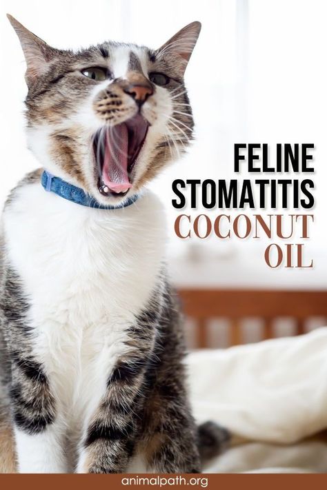 Cat Stomatitis, Coconut Oil For Cats, Cat Health Remedies, Kitty Care, Cat Medicine, Cat Health Problems, Cat Advice, Natural Pet Care, Swollen Gum