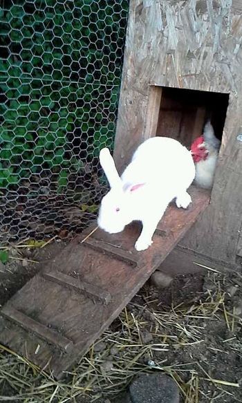 Chickens And Rabbits Living Together, Bunnies And Chickens Together, Chicken Ladder, Farm Landscaping, Rabbit Feeding, Rabbit Enclosure, Rabbit Farm, Meat Rabbits, Rabbit Life