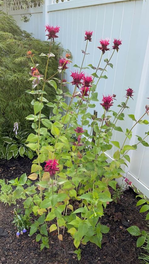 Ohio Garden, Wild Geranium, Milkweed Plant, Swamp Milkweed, Hardy Geranium, Annual Garden, Bees And Butterflies, Native Flowers, Pollinator Garden