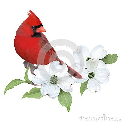 Small Cardinal Tattoo, Dogwood Tattoo, Cardinal Birds Art, Cardinal Tattoos, Dogwood Branches, Poppies Tattoo, Northern Cardinal, Dogwood Flowers, Stitch Gift