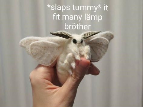 The moths are taking over the internet right now! #Lamp #Loops #Moth #WTF Cute Moth, Quality Memes, Wholesome Memes, Cute Memes, Cute Creatures, 귀여운 동물, Animal Memes, Cute Funny Animals, Twitter Instagram