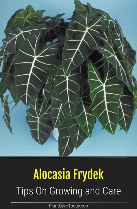 Alocasia Frydek Care: Growing Micholitziana The Velvet Alocasia Alocasia Micholitziana, Velvet Alocasia, Alocasia Frydek, Rainforest Plants, Alocasia Plant, Dark Green Leaves, Elephant Ear Plant, Orchid Bark, Backyard Pergola