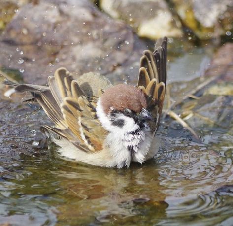 Sparrow Aesthetic, Sparrow Bird, Pretty Animals, Funny Birds, Sparrows, Silly Animals, Bird Pictures, Pretty Birds, Cute Birds