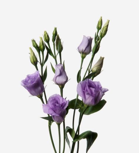 Lisianthus Flowers, Long Stem Flowers, Flower Identification, Fresh Flower Bouquets, Flower Food, Lavender Roses, Luxury Flowers, Fresh Flower, Flower Bouquets