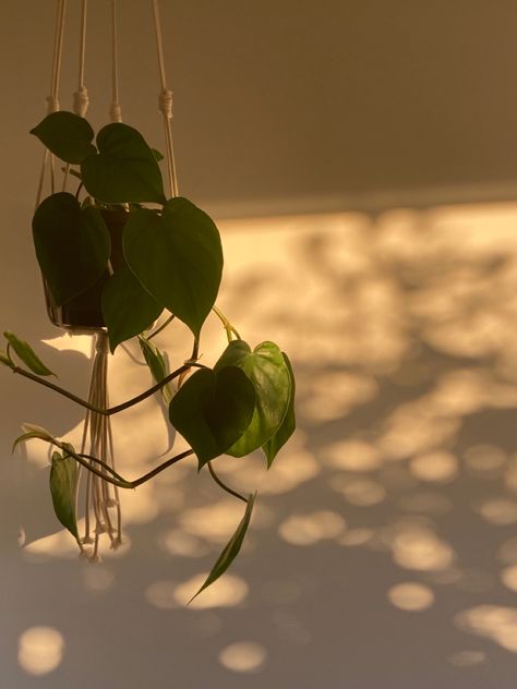 Green Gold Aesthetic, Plant Shadow Wallpaper, Yellow Sunlight Aesthetic, Plants Golden Hour, Golden Hour Plant Aesthetic, Golden Photos Plant, Golden Hour Window Shadow, Facebook Cover Photos Vintage, Vibe Pics