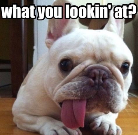 French Bulldog Memes, Grey French Bulldog, French Bulldog Pictures, Animal Magazines, I Need A Drink, Black French Bulldogs, French Bulldog Funny, Funny French, French Bulldog Gifts