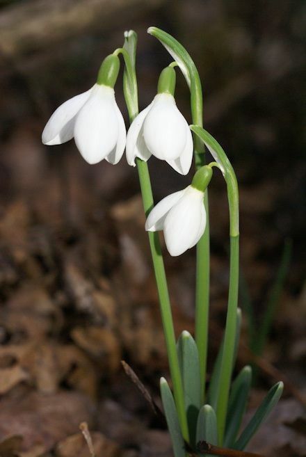 January Flower Snowdrop, Snowdrop Photo, Snowdrop Flower Tattoo, January Birth Flower Tattoo, Snowdrops Flower, Snow Drop Flower, January Flowers, Birth Flower Tattoo Ideas, Snow Drops Flowers