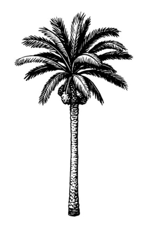 Date Palm Tree Tattoo, Aaa Tattoo, Date Palm Tree, Dates Tree, Palm Tree Drawing, Background Retro, Date Palm, Palm Tree Tattoo, Tree Sketches