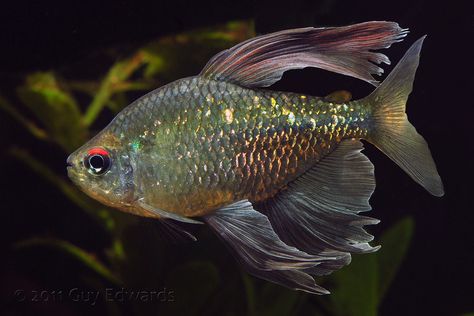 Diamond Tetra - moenkhausia pittieri Diamond Tetra, African Cichlid Aquarium, Tetra Fish, Saltwater Aquarium Fish, Aquascape Design, Tropical Fish Aquarium, Tropical Freshwater Fish, Tropical Fish Tanks, Salt Water Fish