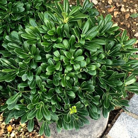 Mock Orange Shrub, Pittosporum Tobira, Japanese Garden Plants, Japanese Plants, Mock Orange, Japanese Garden Design, Garden Compost, Planting Shrubs, Garden Shrubs