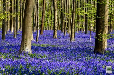 Hallerbos-4 Wild Bluebell, Forest Canopy, Modern Metropolis, Blue Forest, Travel Images, Magical Forest, Natural Wonders, Blue Flowers, Places To Travel