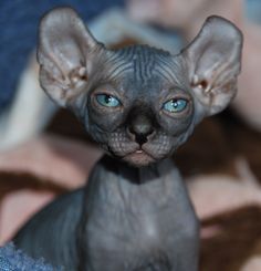 Elf Cats - Elf Kittens - Elf Kittens For Sale Hairless Kitten, Cute Hairless Cat, Kitten Supplies, Elf Cat, Kitten Costumes, Dog Match, Hairless Cats, Kitten Beds, Anime Kitten