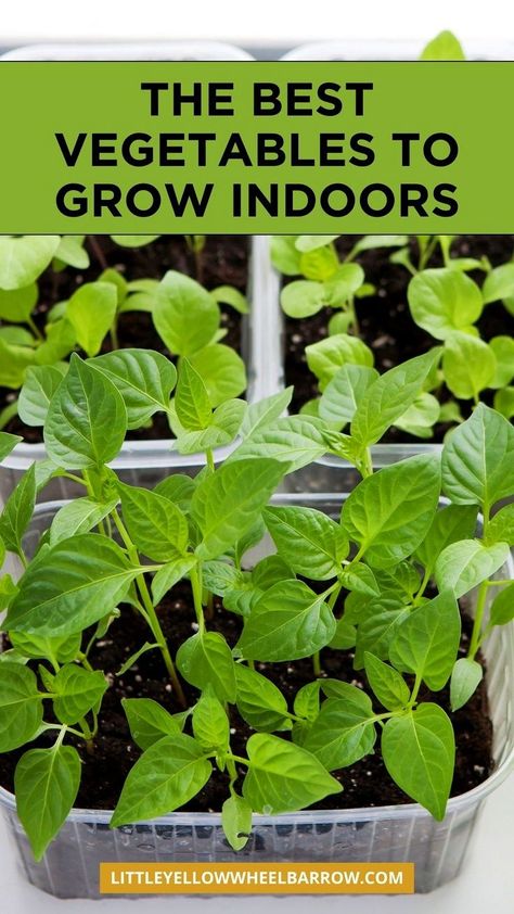 The top vegetables to grow indoors! If you want to start indoor vegetable gardening, here are 11 of the easiest vegetables to grow inside. An easy guide to starting and growing vegetable inside your home. The best vegetables to grow in your indoor food garden. Edible indoor gardening vegetables DIY. Indoor food gardening for vegetables made easy. Easy Indoor Garden, Diy Indoor Garden Vegetables, Interplanting Vegetables, Aerogarden Diy, Indoor Food Garden, Indoor Veggie Garden, Vegetables To Grow Indoors, Indoor Gardening Diy, Growing Hacks