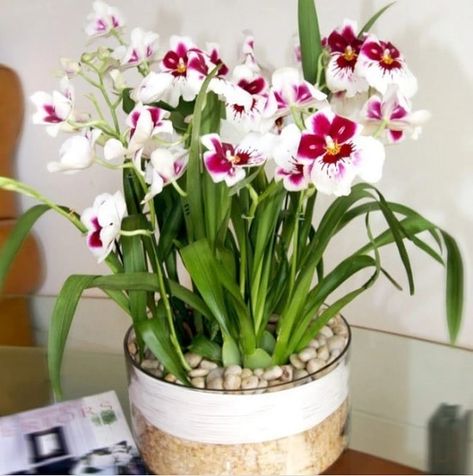 20 Different Types of Orchid Varieties You Can Grow! Indoor Orchid Care, Miltonia Orchid, Indoor Orchids, Oncidium Orchids, Orchid Images, Orchid Varieties, Types Of Orchids, Wood And White, Cattleya Orchid