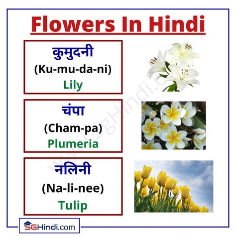 Pronunciation of some more Flower names in Hindi along with pictures. Lily, Plumeria, Tulip. Hindi Learning, Hindi Language Learning, Hindi Worksheets, Cinderella Castle, Flower Names, Hindi Language, Language Learning, Text Posts, Tulips