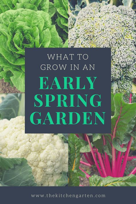 Early Spring Garden, Backyard Herbs, Lettuce Plant, Spring Vegetable Garden, Indoor Gardening Supplies, Spring Planting, List Of Vegetables, Spring Gardening, Container Garden Design