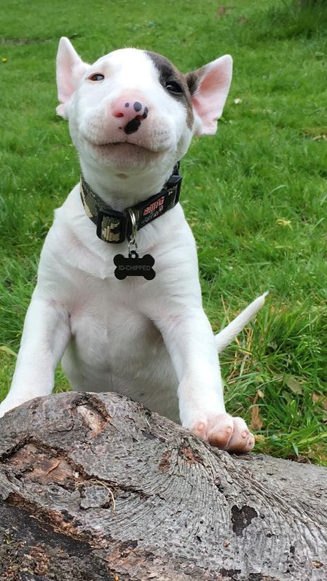 Mini Bull Terriers, Bull Terrier Puppy, Silly Dogs, Bull Terriers, Bull Terrier Dog, Silly Animals, Cute Little Animals, Beautiful Dogs, Cute Funny Animals