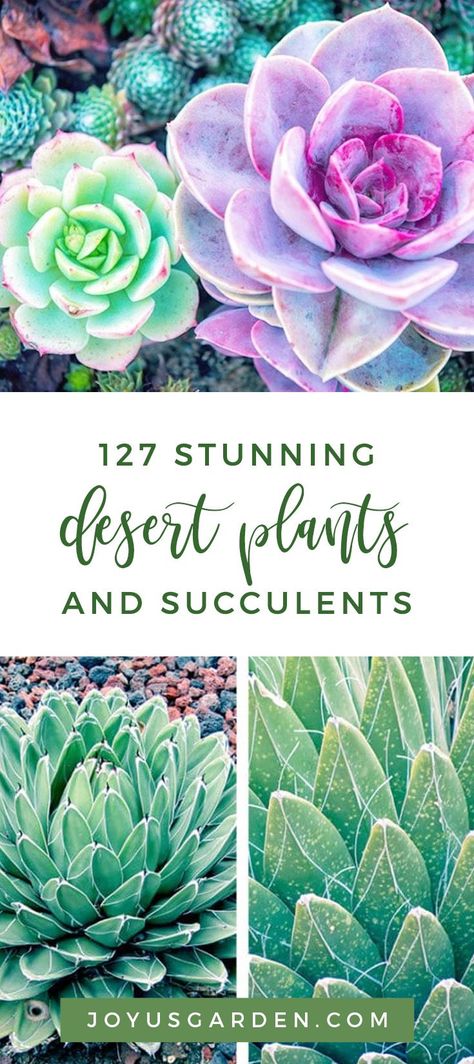 From the colorful Paddle Plant, to the adorable Burro’s Tail, desert plants of all shapes and sizes can be found everywhere these days. To help you identify your favorite desert plants, FTD created a visual compendium of 127 of the most stunning desert plants and succulents. #succulents #plant #planting #plantingtips #gardening #gardeningtips #garden #gardener #beginnergardener #beginnergardening #howtogarden Paddle Plant, Ftd Flowers, Drought Tolerant Garden, Gardening Trends, Colorful Succulents, Desert Plants, Cactus Y Suculentas, Easy Garden, Succulents Diy